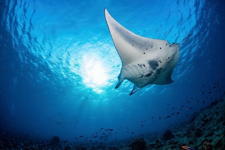Still image of a Manta Ray in the ocean. Engineering Imitating Life