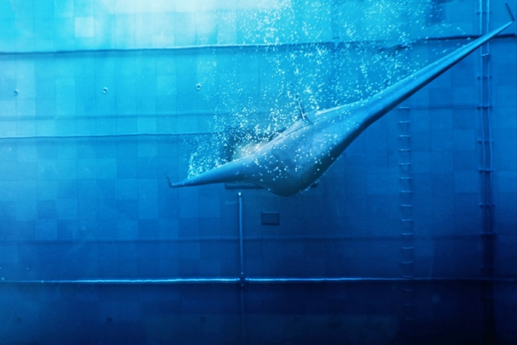 Artist’s concept of Northrop Grumman’s unmanned underwater vehicle, Manta Ray Engineering Imitating Life